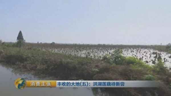 哪種藕適合做糯米藕(那種藕適合做糯米蓮藕)