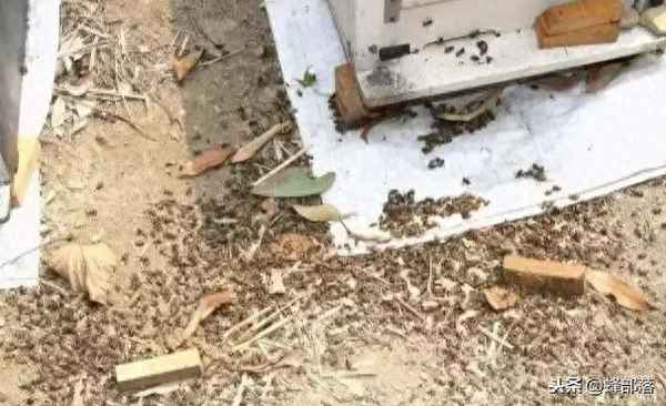 蜜蜂狂躁不安是怎么了;蜜蜂狂躁不安是怎么了原因