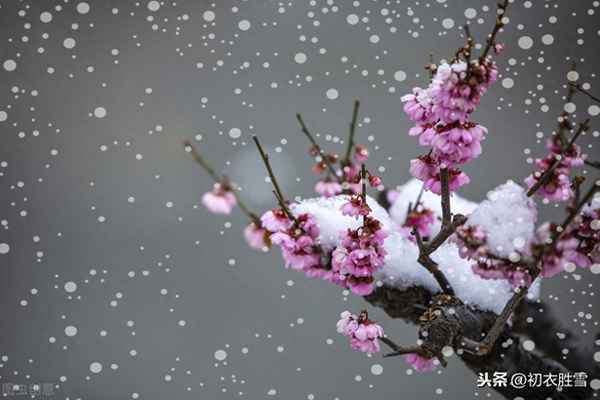 雪花飘飘,北风萧萧,天地一片苍茫,雪花飘飘,北风萧萧,天地一片苍茫尹正跳舞