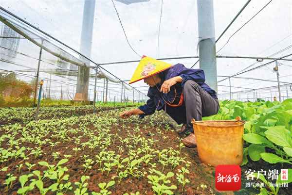 海南台风的预防措施(21号海南台风预测)