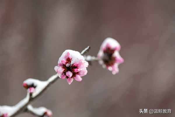 四季教育怎么樣(四季教育屬于什么培訓機構)