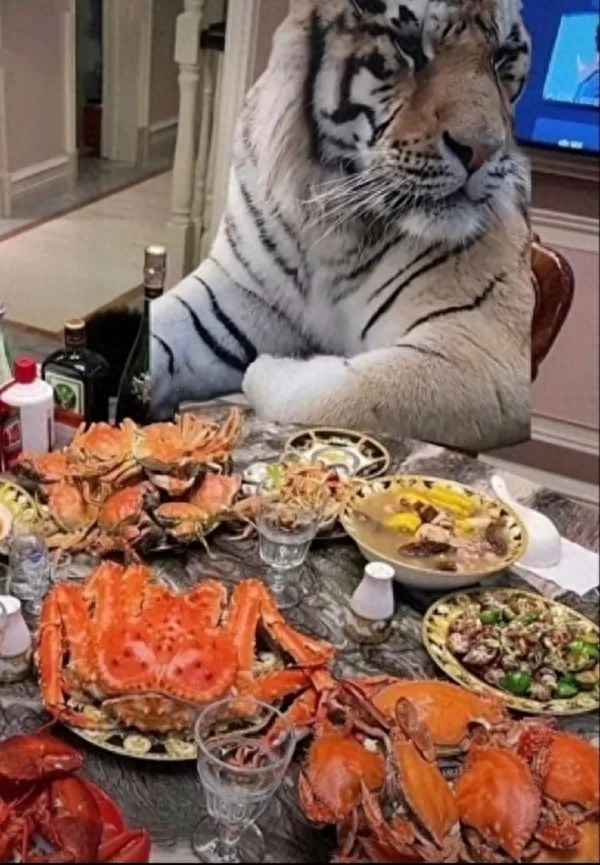 人工现挤的奶和纯牛奶哪个好_人工挤牛奶教学视频