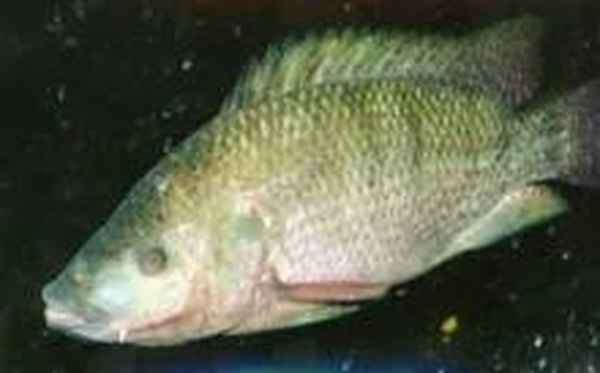 怎么區分鯽魚和羅非魚—鯽魚與羅非魚哪個好吃