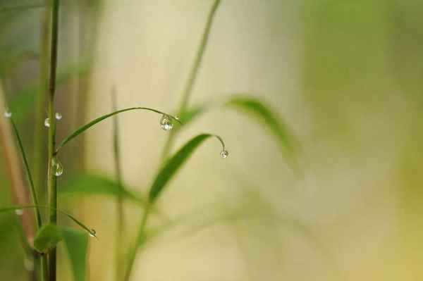 王維必背古詩20首詩,杜甫必背50首唐詩