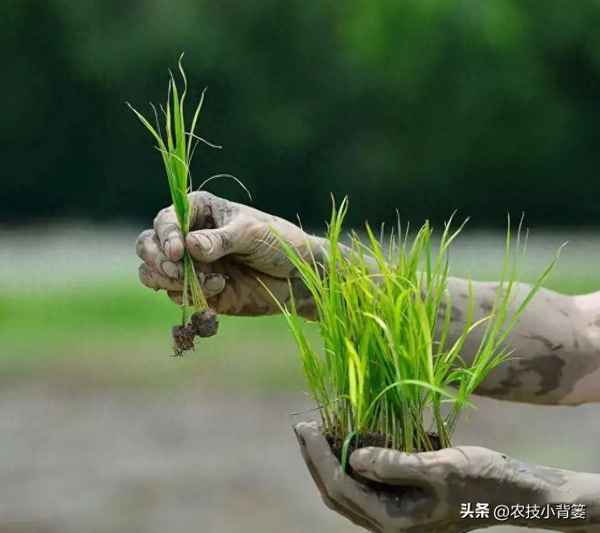 水稻各種病害識(shí)別與防治-水稻各種病害識(shí)別與防治方法