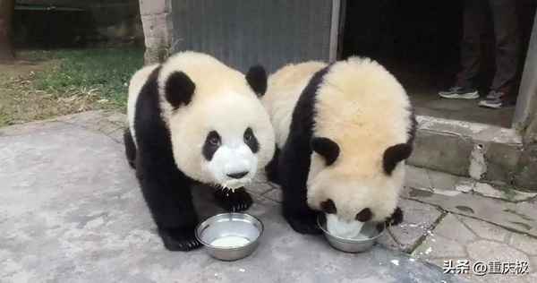 重慶有熊貓的動物園在哪里,重慶動物園兒童樂園