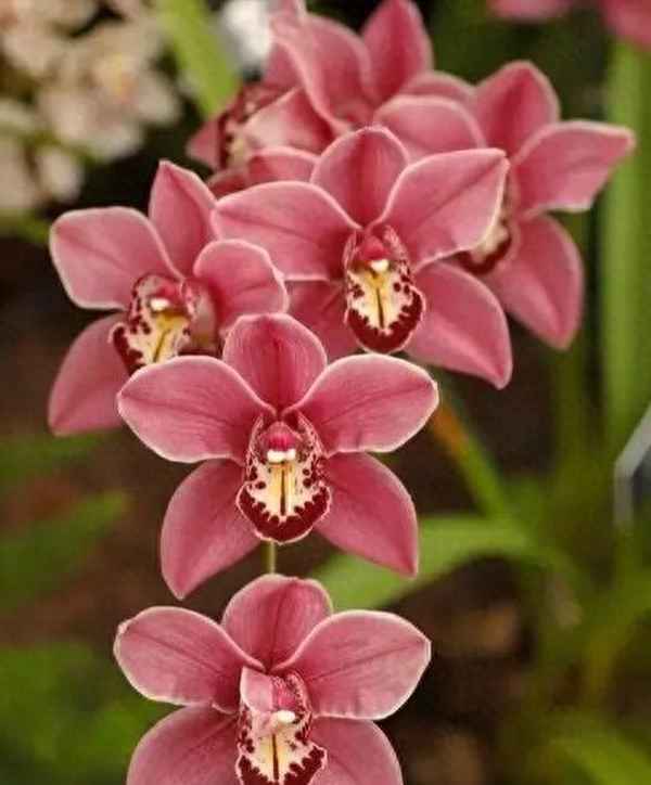 月映万川 下一句是什么、月映万川是什么典故