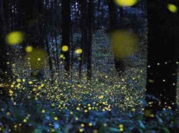 秋风冷画屏轻罗小扇扑流萤、唐杜牧银烛秋光冷画屏轻罗小扇扑流萤