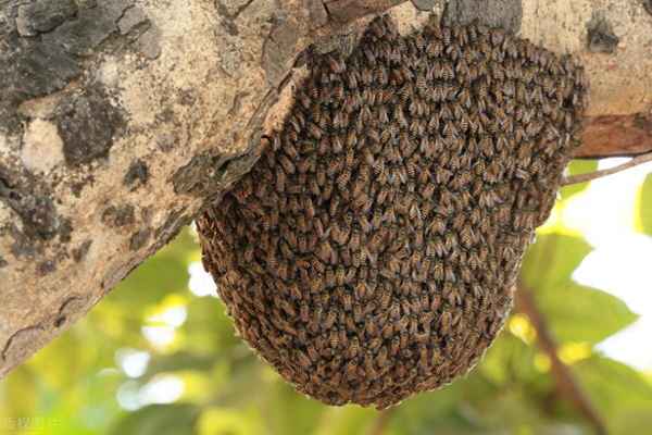 家里进蜜蜂的解决方法_家里进蜜蜂是什么征兆