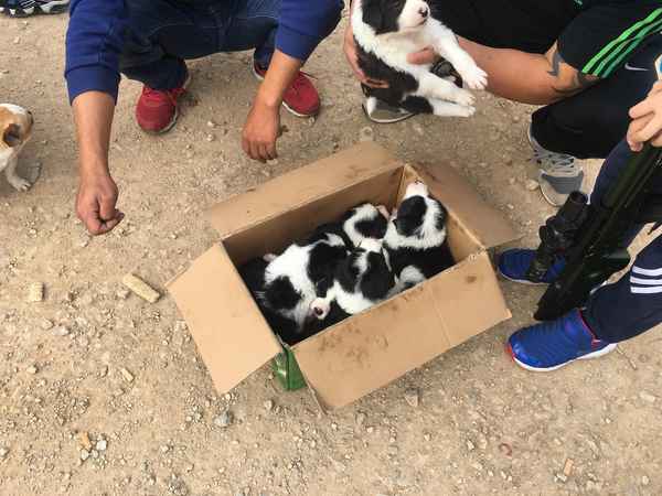 邊境牧羊犬多少錢一只買圖片京東(邊境牧羊犬價值多少錢)
