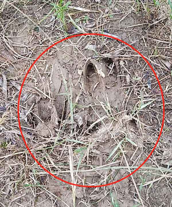 合肥怎么會有野豬-合肥一野豬在公園出沒