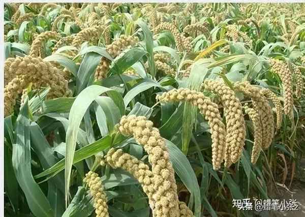 中国农业起源于什么时候？答案—中国农业起源于什么时代