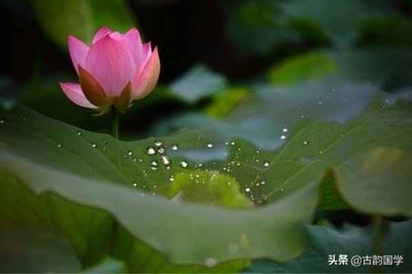 關于靜的名言或佳句-關于靜的名言詩句