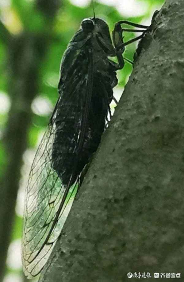 如何描寫盛夏的蟬鳴、如何描寫盛夏的蟬鳴景象