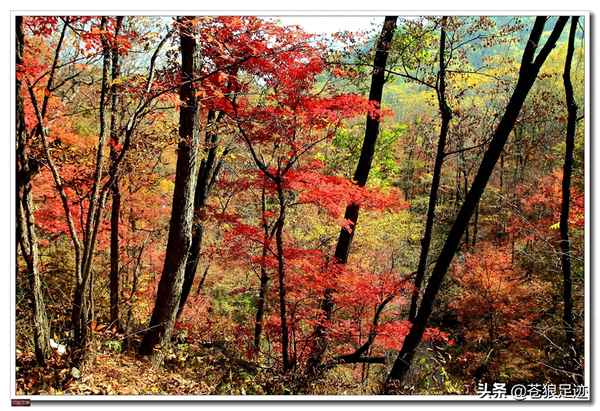 蛟河紅葉谷最佳旅游時間(吉林蛟河紅葉谷幾月份去好)