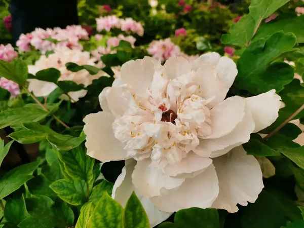 牡丹文化,菏泽牡丹文化