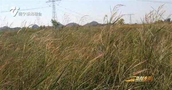 袁隆平发现野生水稻—袁隆平发现野生水稻,提出的问题有哪些