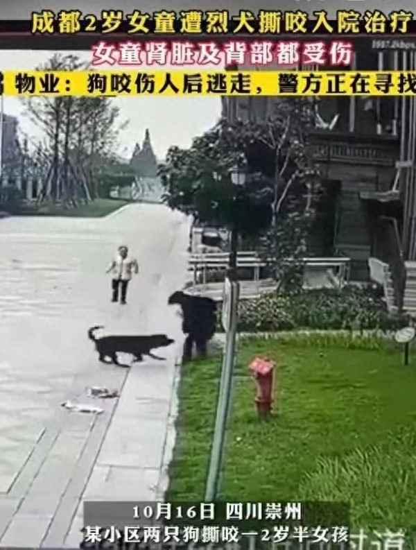文明養犬作文800字作文_文明養犬作文800字作文大全