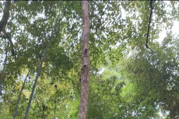 望庐山瀑布古诗的诗意、望庐山瀑布古诗的诗意解释