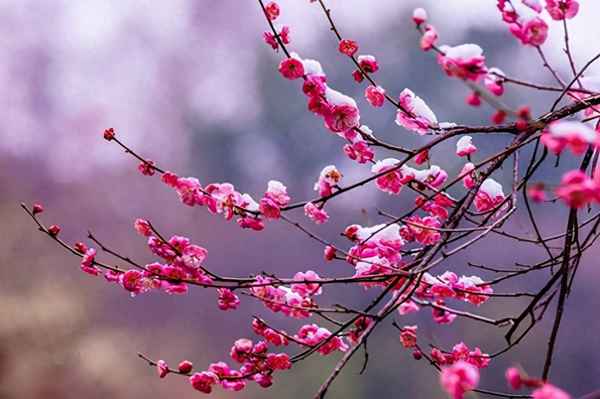 張石銘舊居導(dǎo)游詞-張石銘家訓(xùn)
