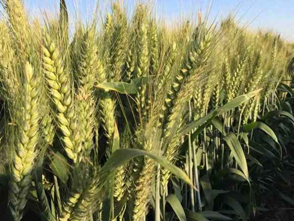 芝加哥cbot期货行情、芝加哥锂期货走势