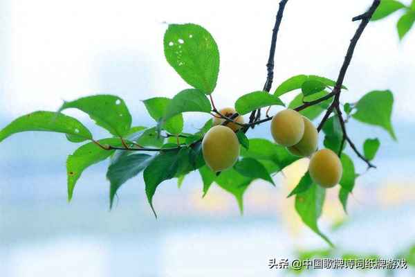 其叶蓁蓁知乎小说;其叶蓁蓁暗示了什么