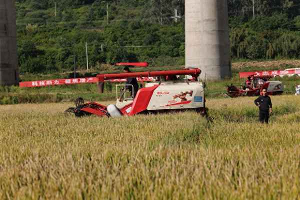 袁隆平最新研发的水稻(袁隆平新品种水稻)