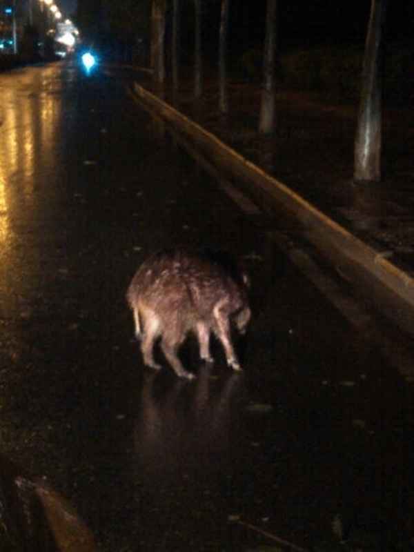 合肥一野猪在公园出没、安徽 野猪
