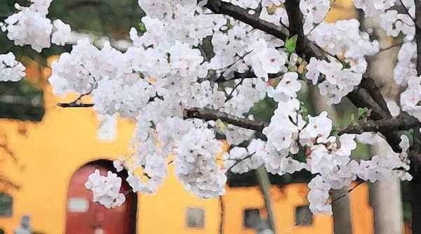 靈谷寺求什么最靈_靈谷寺靈嗎
