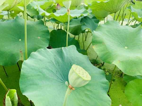 五岭逶迤腾细浪中的腾是什么意思;五岭逶迤腾细浪的腾是什么意思?