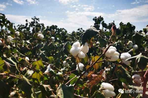 新疆皮棉期货今日价格行情-皮棉期货今日价格