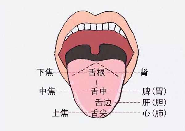 觀舌知健康;觀舌知健康圖片
