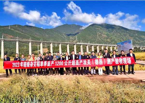 袁隆平的超級雜交稻產量、袁隆平的雜交稻種植占比