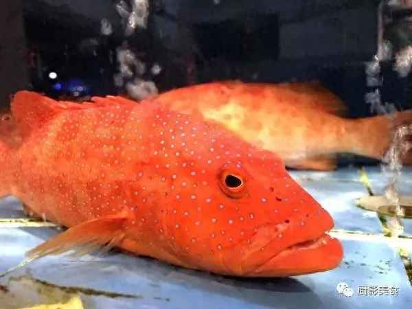 中國哪里的鮑魚最出名;中國哪里的鮑魚品質(zhì)好