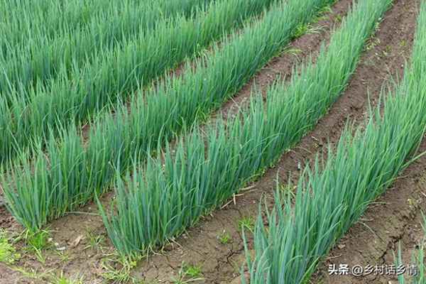 居家隔離蔬菜種植方法—居家隔離買菜費用誰出