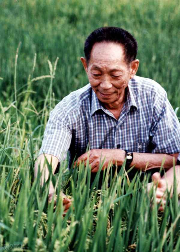 杂交水稻怎么做的,杂交水稻如何操作