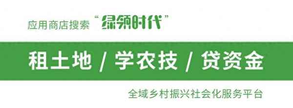 水稻后期倒伏怎么挽救呢,水稻后期倒伏怎么辦