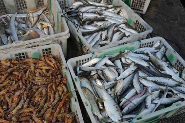 魚(yú)類(lèi)大全看圖識魚(yú),海魚(yú)類(lèi)大全看圖識魚(yú)