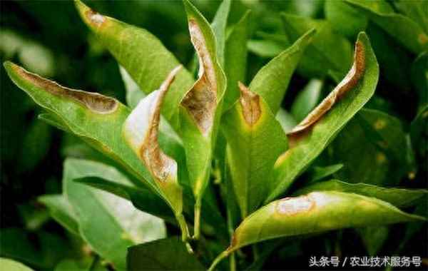多菌靈在柑橘樹治什么病-多菌靈種樹怎么用
