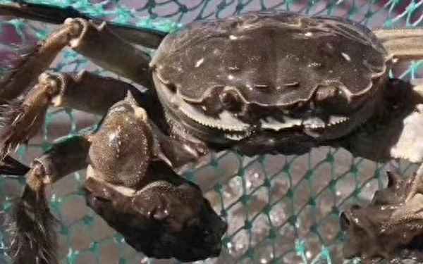 螃蟹幼苗是什么样子的,螃蟹快死前的征兆