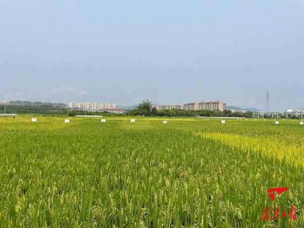 中國水稻基地在哪里_中國水稻生產(chǎn)基地有哪些