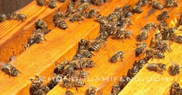 立秋后蜜蜂会不会分蜂、为什么说养蜂穷三代