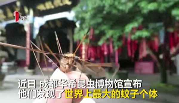 世界上最大的昆蟲博物館在哪、世界上最大的昆蟲排名前十