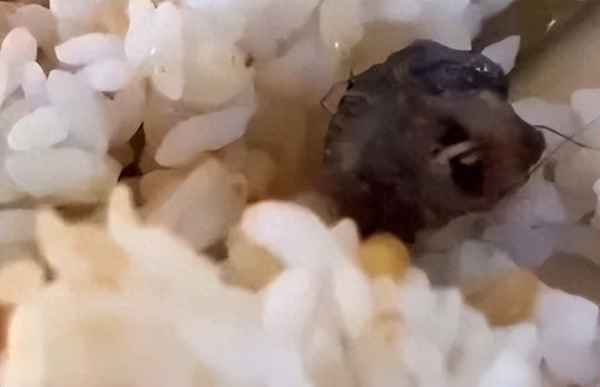 小孩误食老鼠咬的东西、误食老鼠啃咬的食物怎么办
