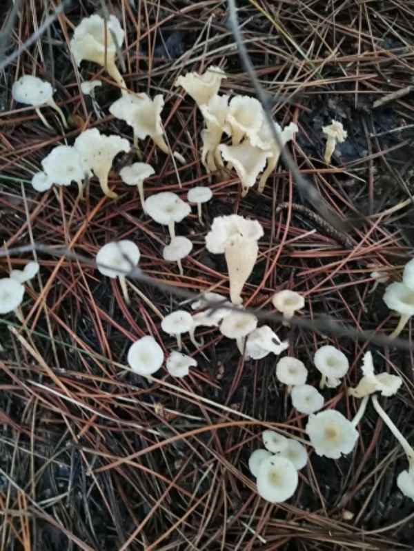 炒小白蘑菇怎么炒好吃,炒小白蘑菇怎么炒好吃竅門(mén)