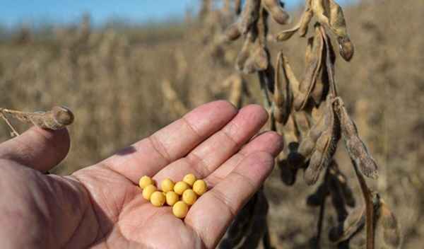 今天大豆油最新价格(今天大豆油最新价格走势图分析)