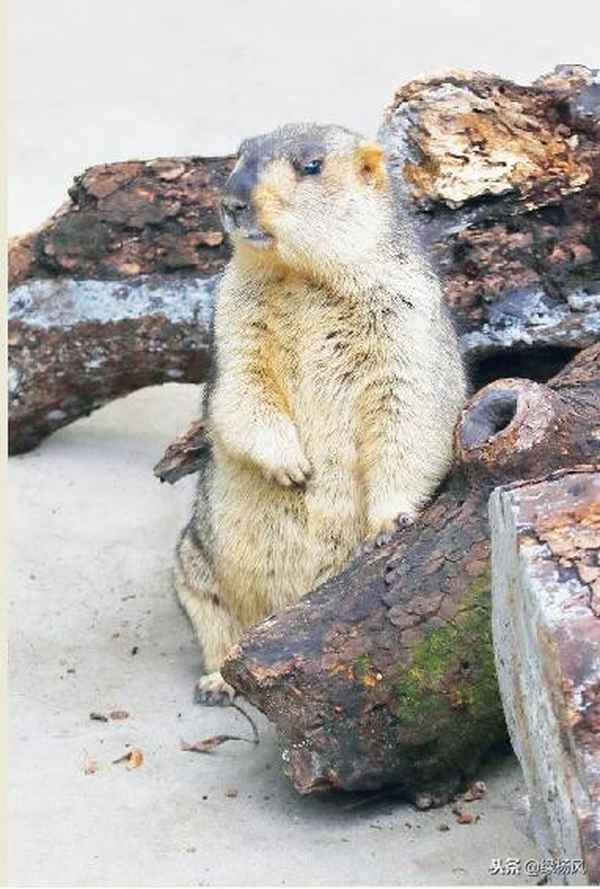 揚州動物園門票價格(揚州動物園門票價格查詢)