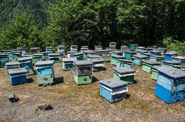 蜜蜂自然死亡特点—蜜蜂死亡征兆