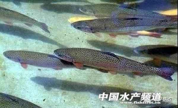 虹鱒魚價格多少錢一斤;虹鱒魚的10種吃法