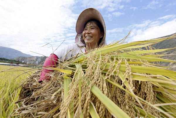 稻谷行情最新行情;稻谷行情走势